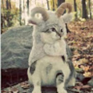 Meet your Posher, Dragona